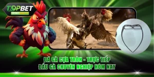 Đá gà cựa tròn